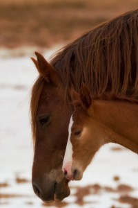 tamaragooch mare-foal.2011