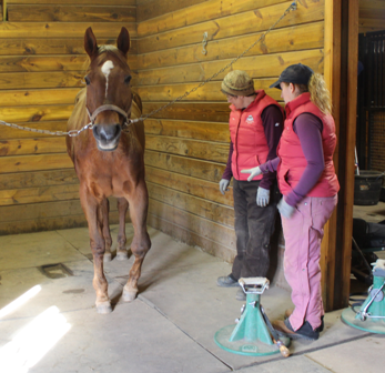 Straw getting her feet balanced by hoof experts Daisy Haven Farm