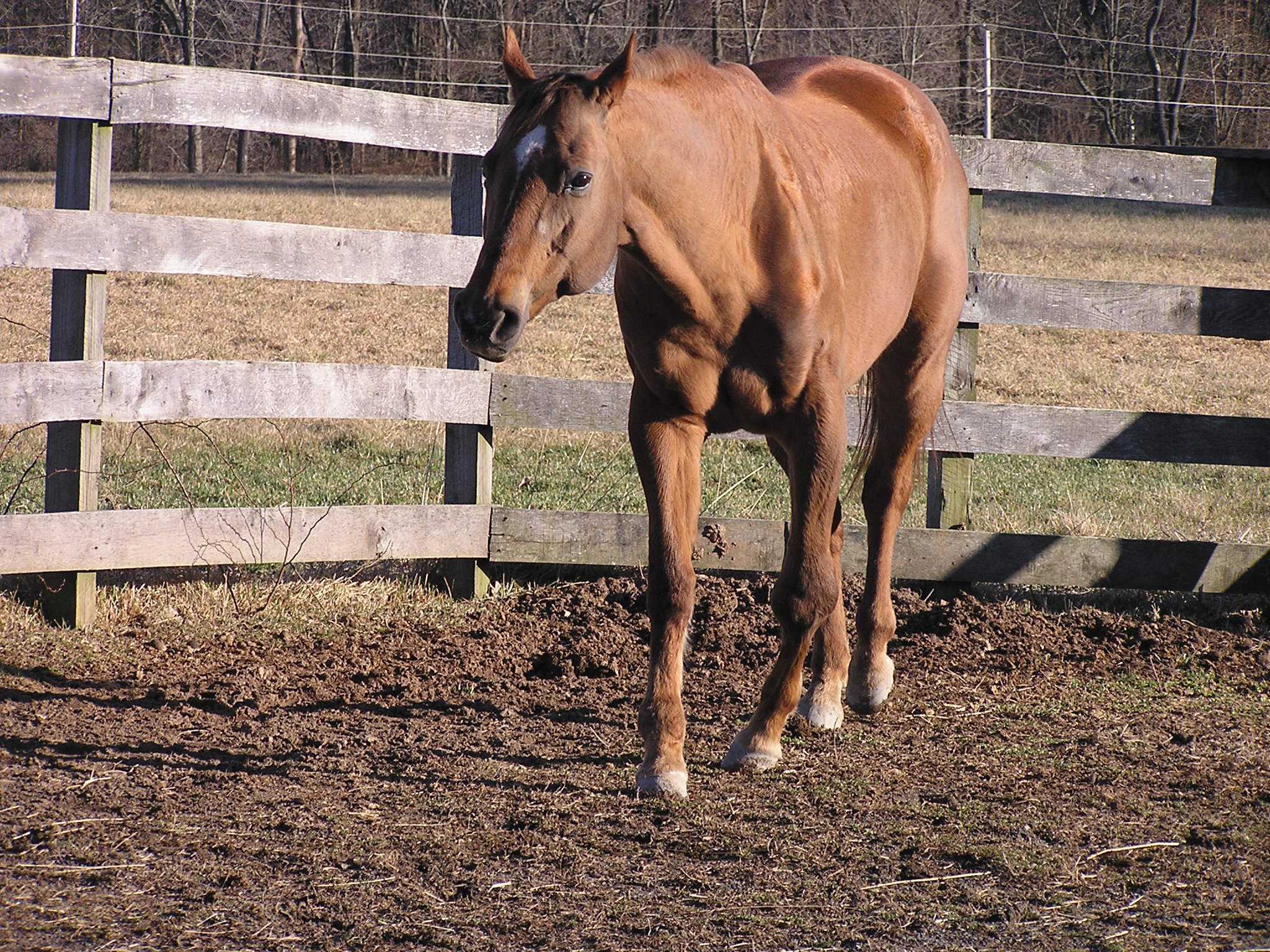 Straw in paddock (photo by Dr. Shari Silverman, VMD)